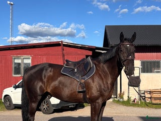 hästar Valack gått 135 int i Ödsmål - Annons 17