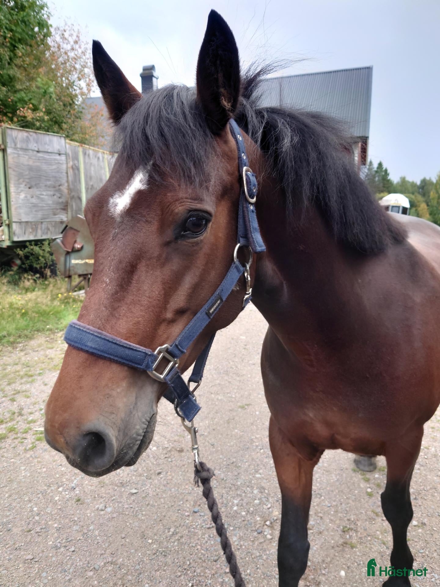  hästar Connemarasto - Annons 14