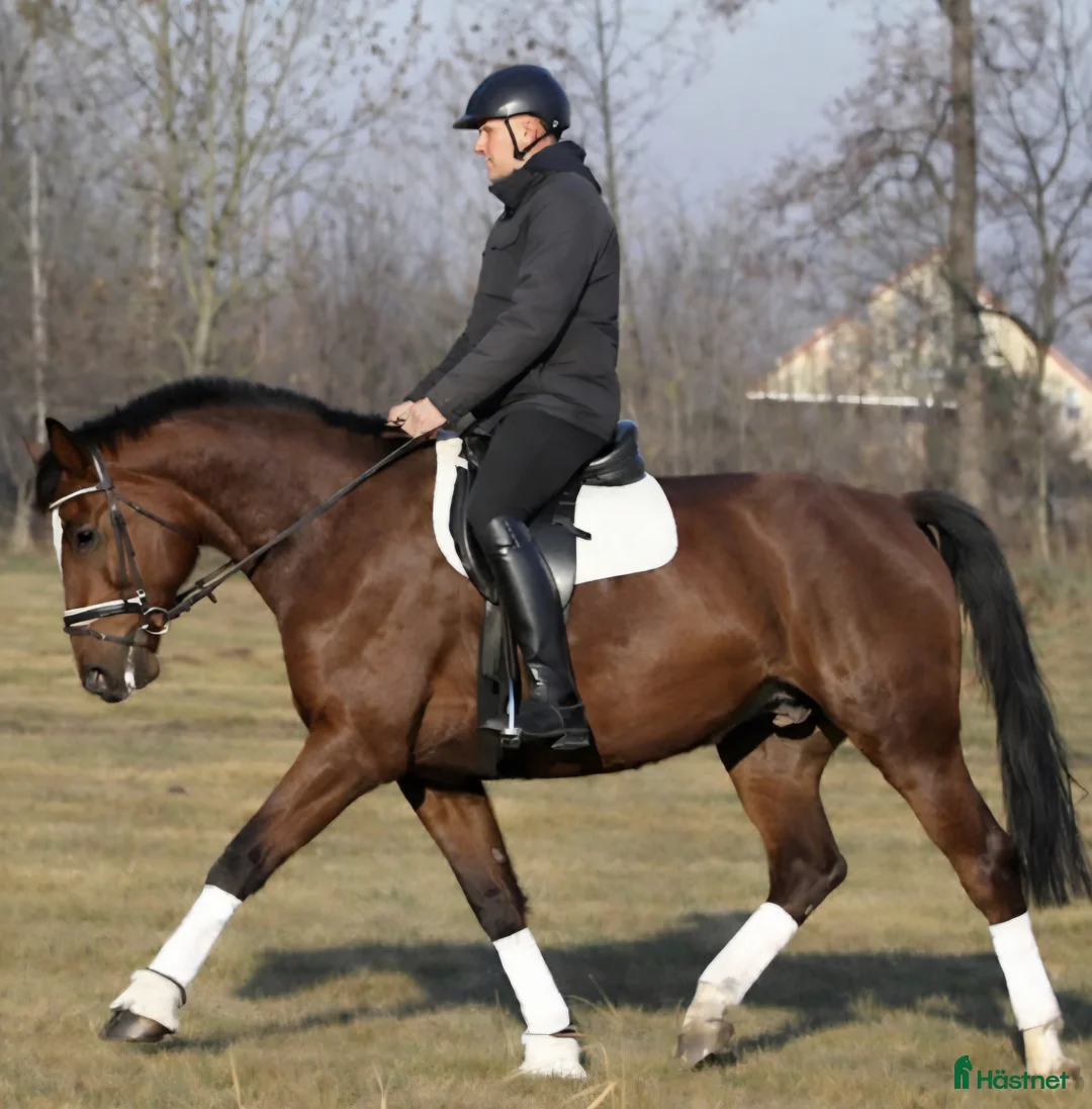 Allround hästar till salu: Positive dressage and driving Allrounder - Annons 1