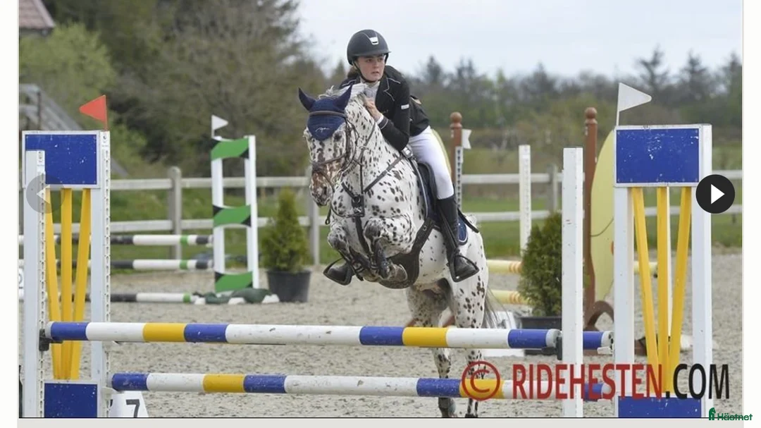 Allround hästar till salu: Sportponny ink inridning i Hörby - Annons 4