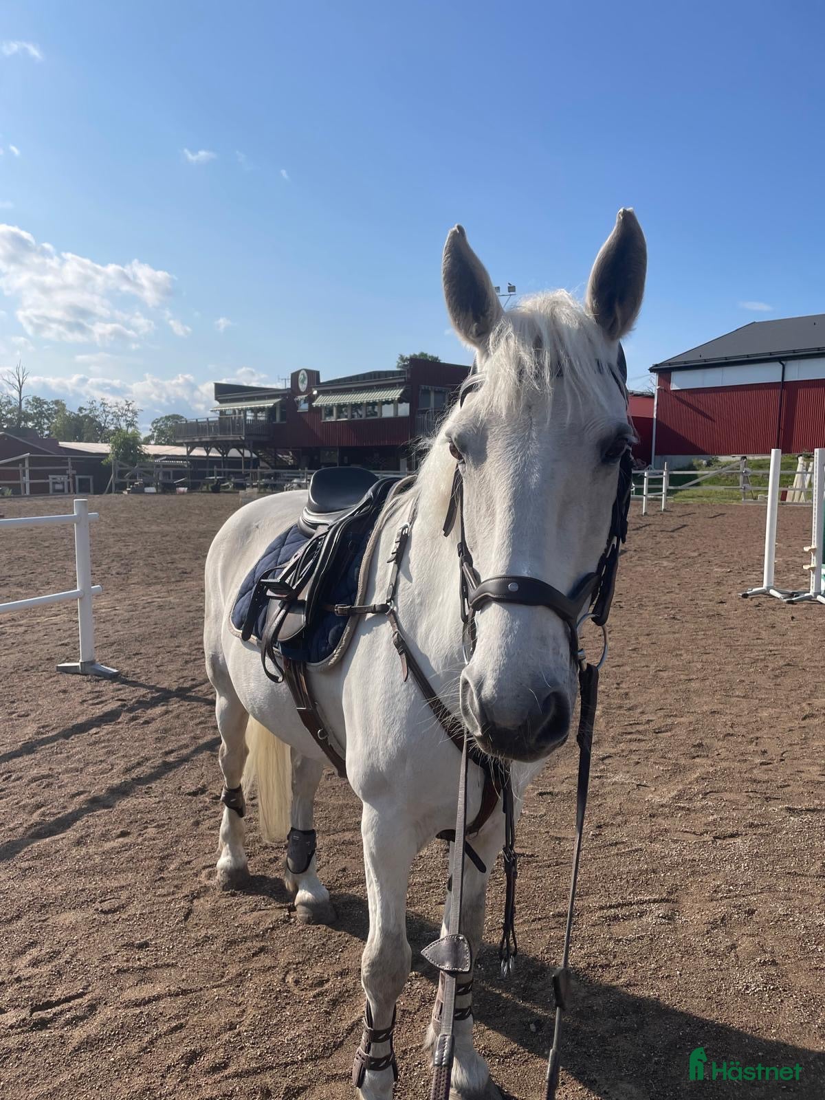Allround hästar till salu: Ponny med hjärta av guld - Annons 1