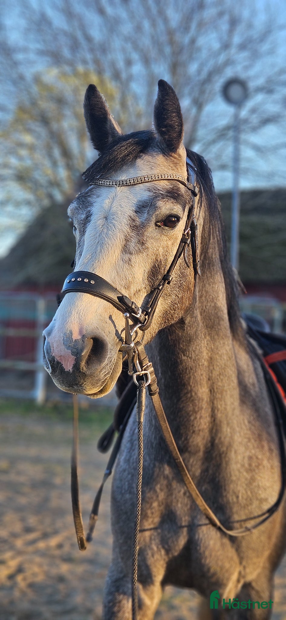  hästar Trevlig 4åring efter Dom perignon Z - Annons 2