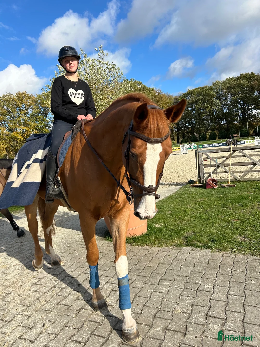 Hoppning hästar till salu: Killen med hjärta av guld - Annons 2