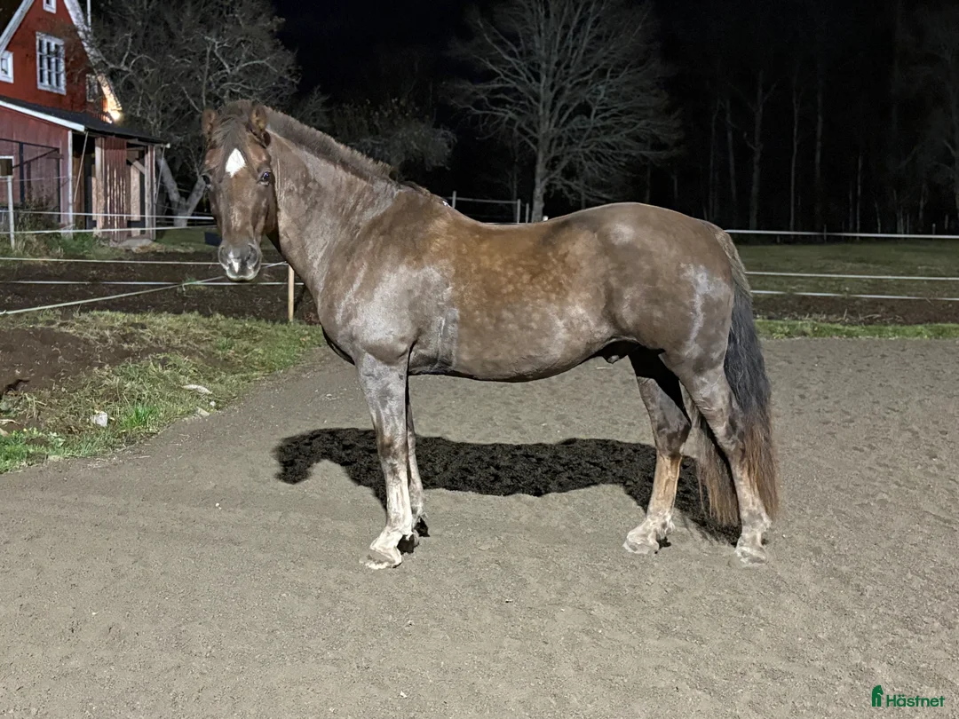 Allround hästar till salu: Trevlig allroundkompis - Annons 2