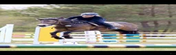 Hoppning hästar till salu: Vackert hoppsto d-ponny 148 cm född-17 i Hemse - Annons 5