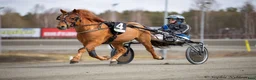 Trav hästar till salu: Tävlingsponny - Annons 4