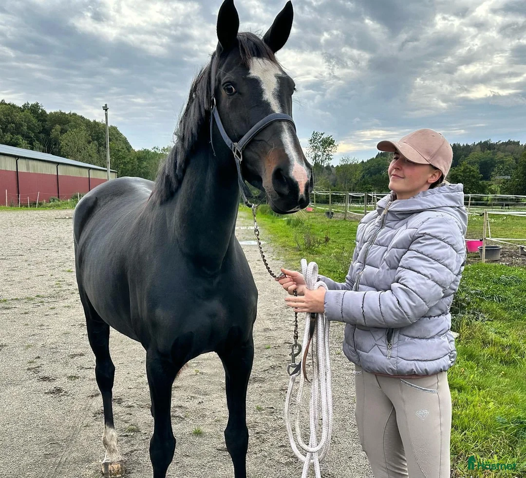 Allround hästar till salu: Projekthäst säljes i Harestad - Annons 3