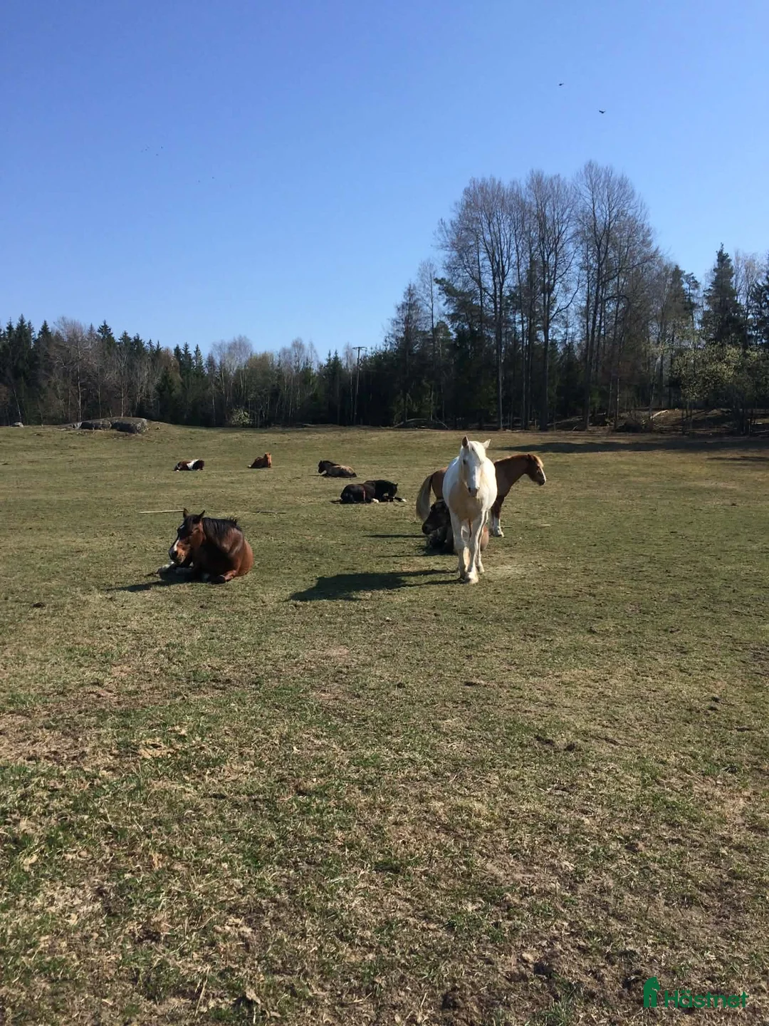  stallplats finnes: Stallplats stall riksten Tullinge  i Tullinge - Annons 2