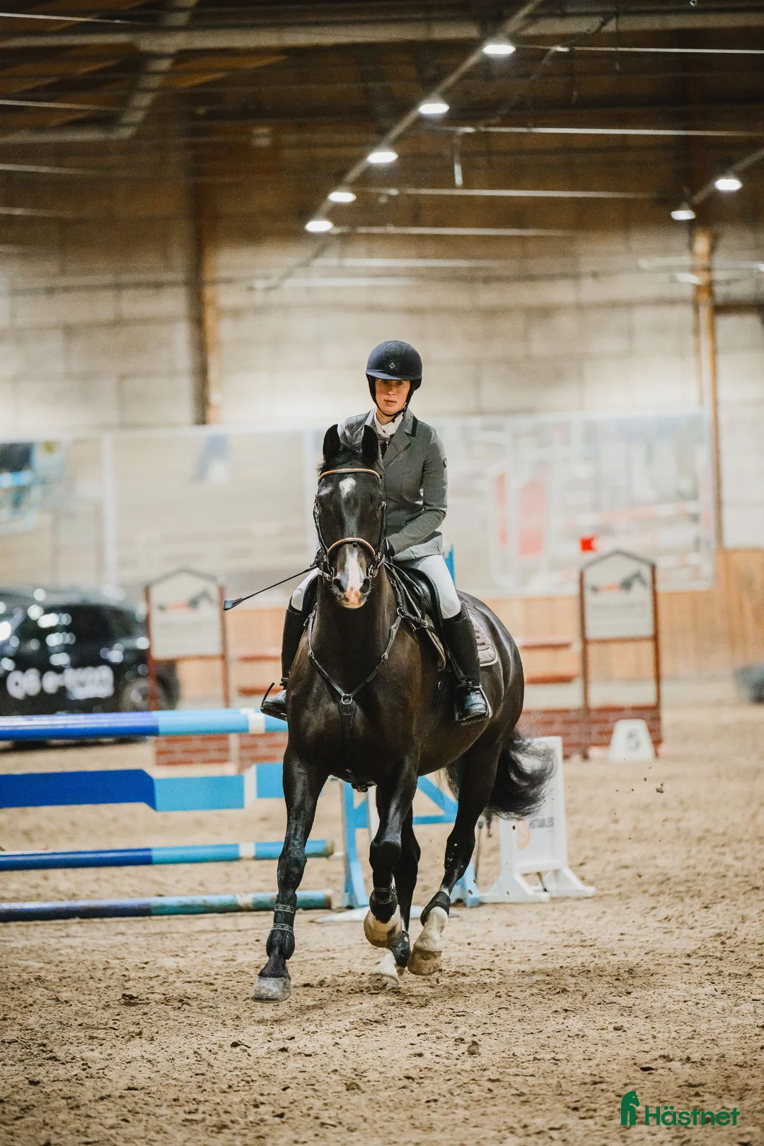 Hoppning hästar till salu: Mike, en sådan häst som alla behöver! - Annons 1