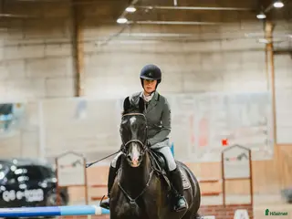 Hoppning hästar till salu: Mike, en sådan häst som alla behöver! - Annons 1