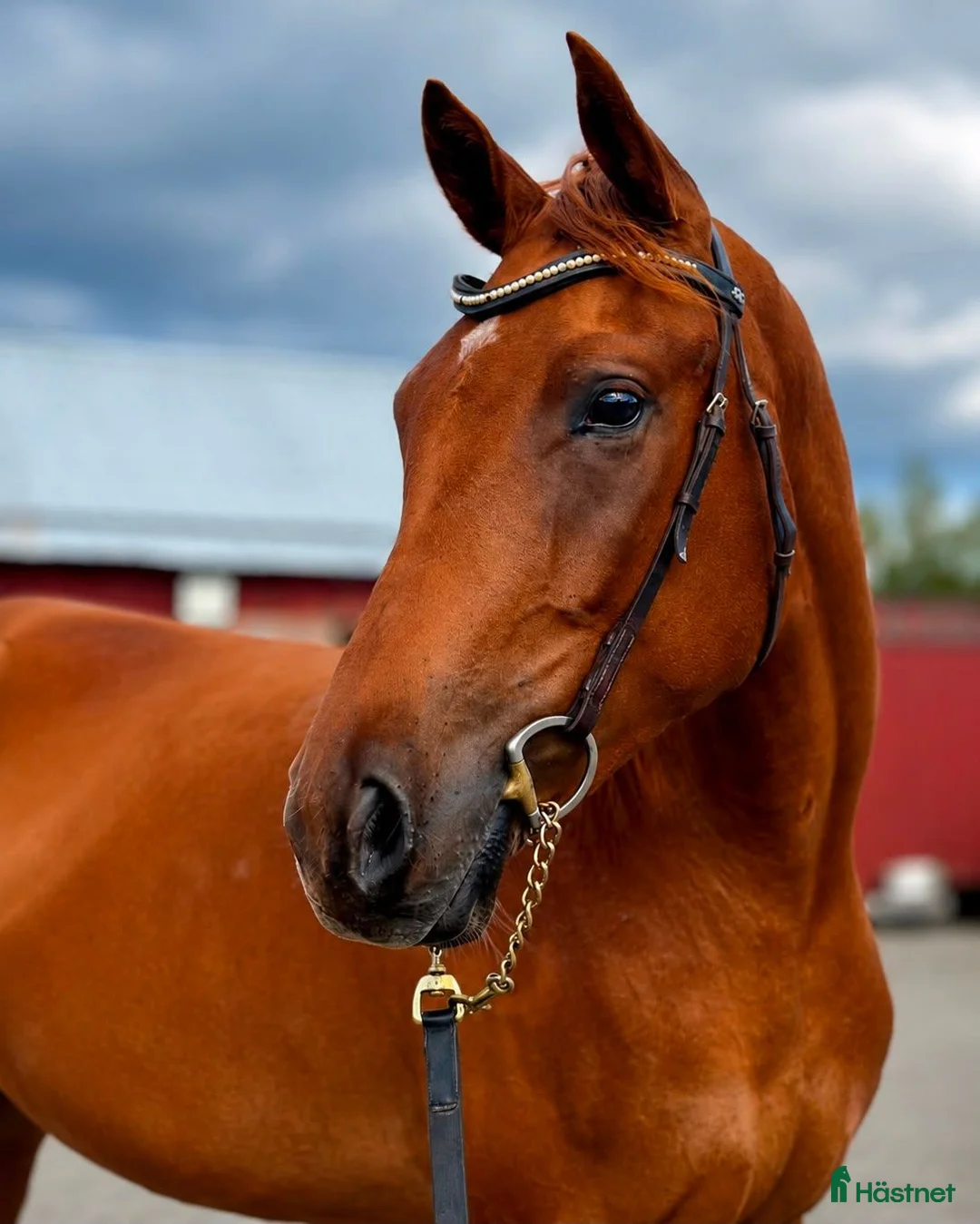 Hoppning hästar till salu: Dröm killen! - Annons 2