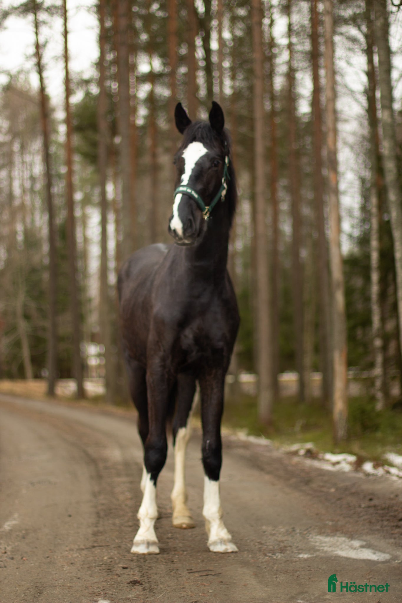  hästar Blivande fälttävlansämne ? - Annons 5