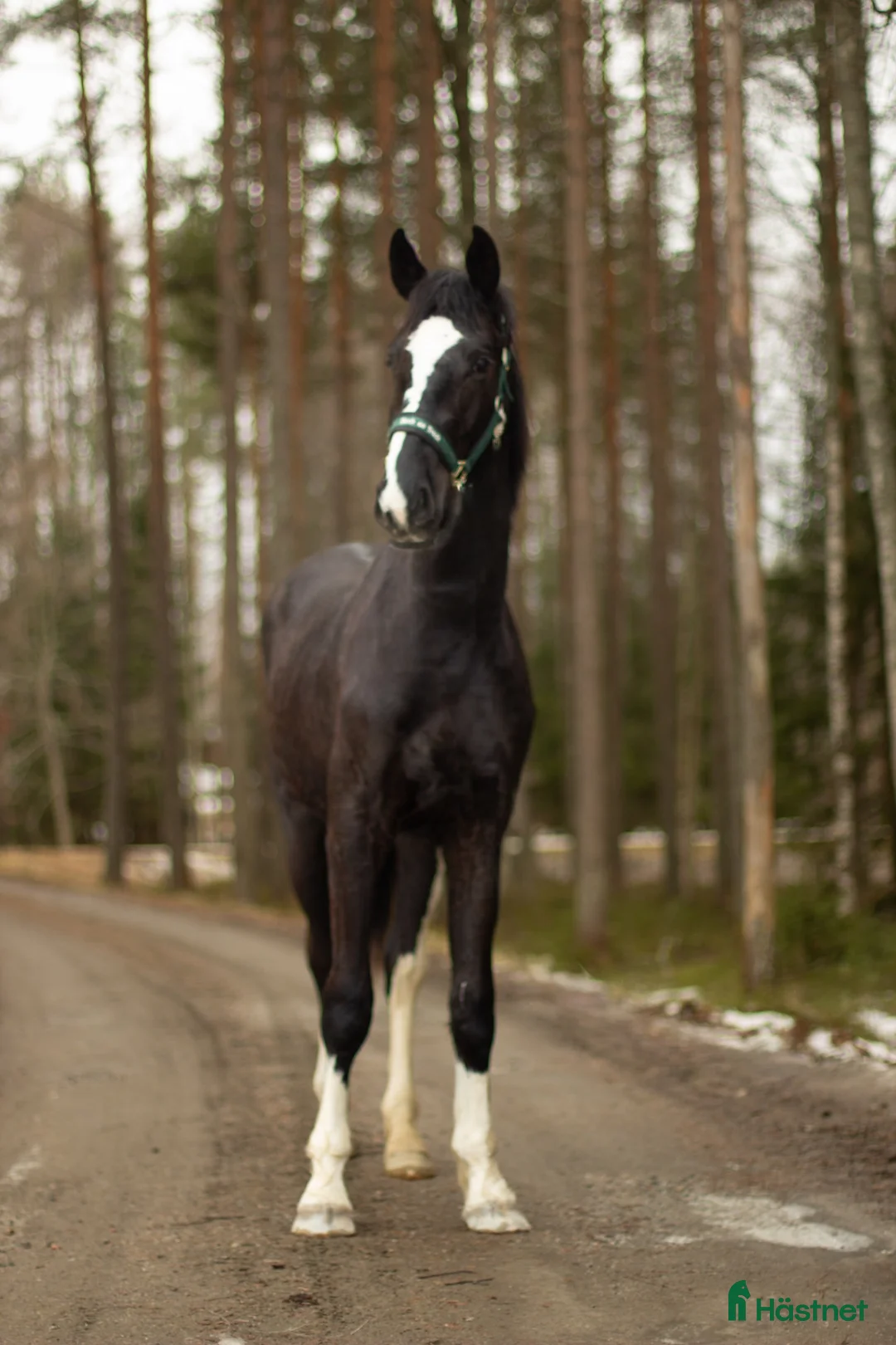 Allround hästar till salu: Blivande fälttävlansämne ? - Annons 1