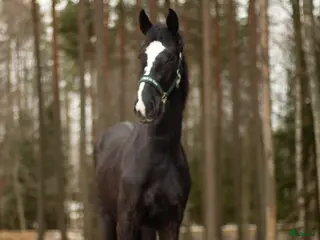 hästar Blivande fälttävlansämne ? - Annons 5