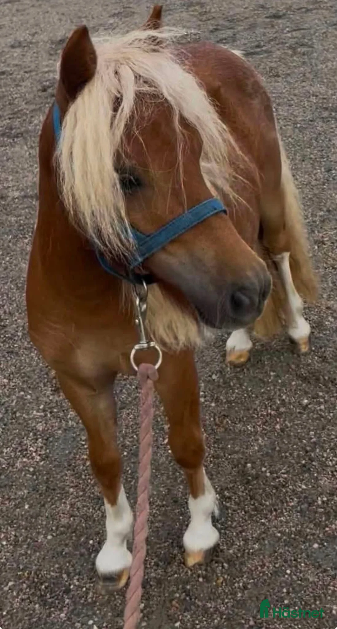 Allround hästar till salu: Shetlandskille ( bild 1,2 ) - Annons 2