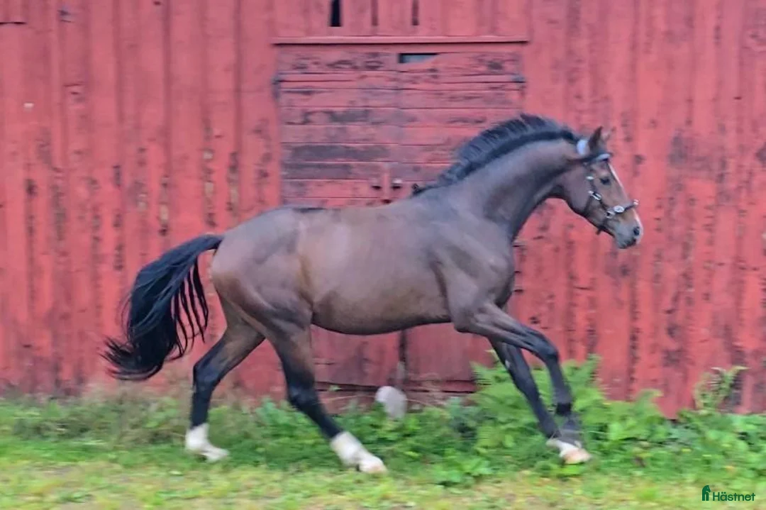Dressyr hästar till salu: 3 åring för dressyr - Annons 2