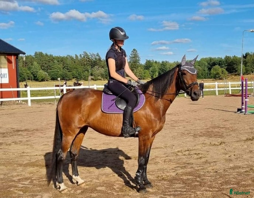 Allround hästar till salu: Fin ridtravare i Axvall - Annons 5