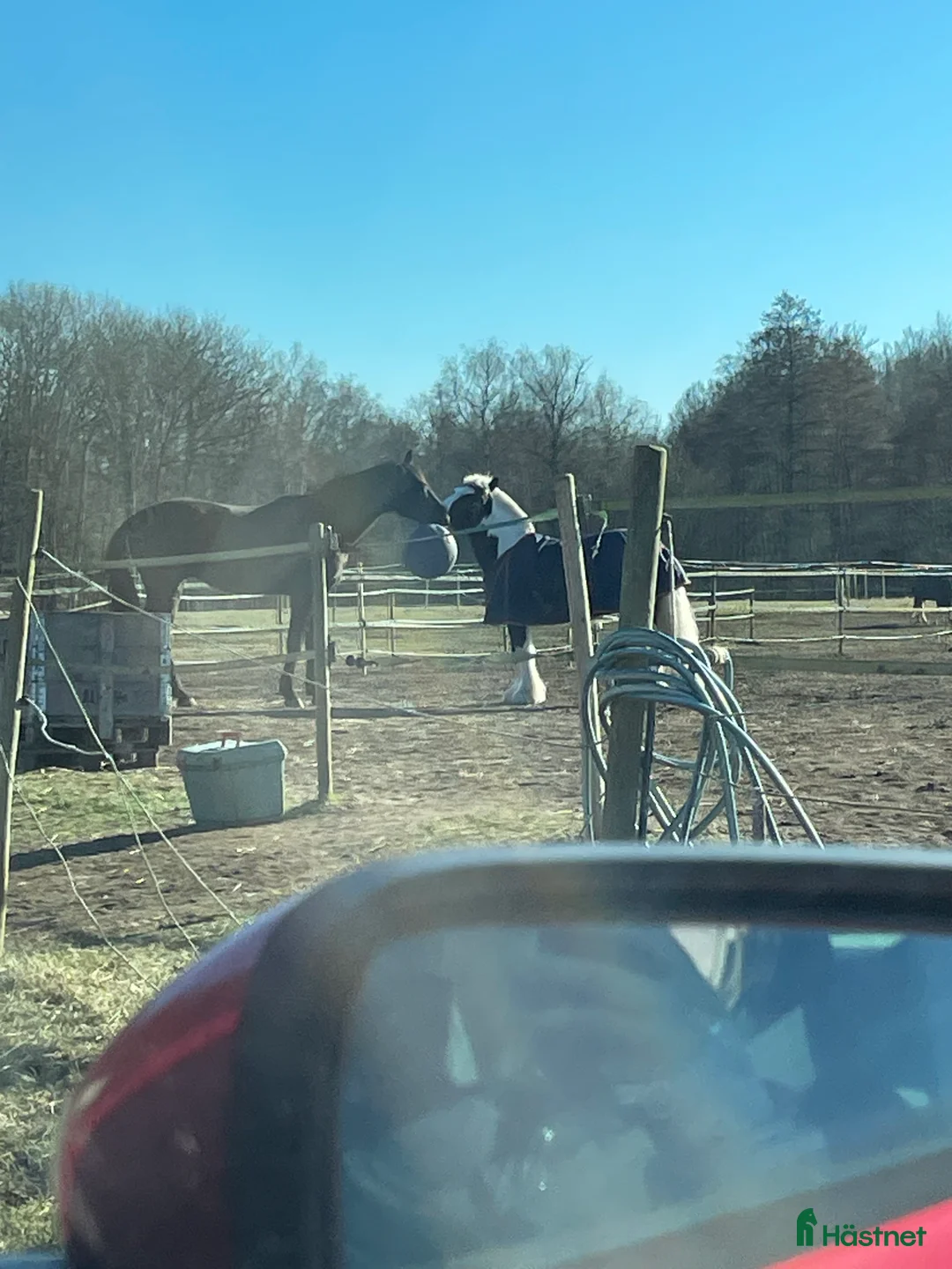 Allround hästar till salu: Charmören Jessie i Ronneby - Annons 2