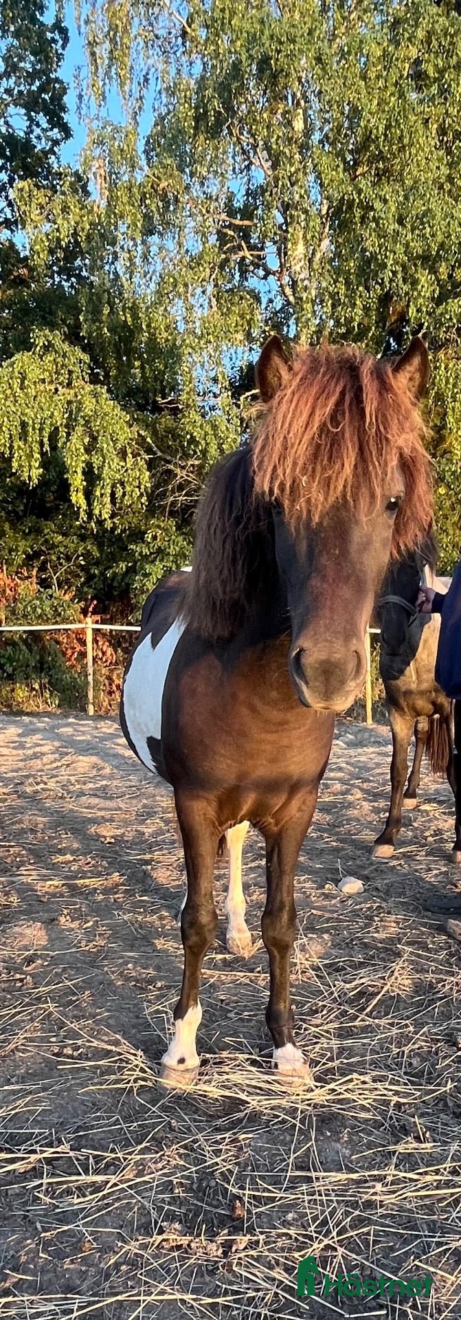  hästar 1 årigt sto - Annons 2