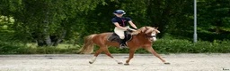 Hoppning hästar till salu: Top jumping pony! C-group - Annons 6