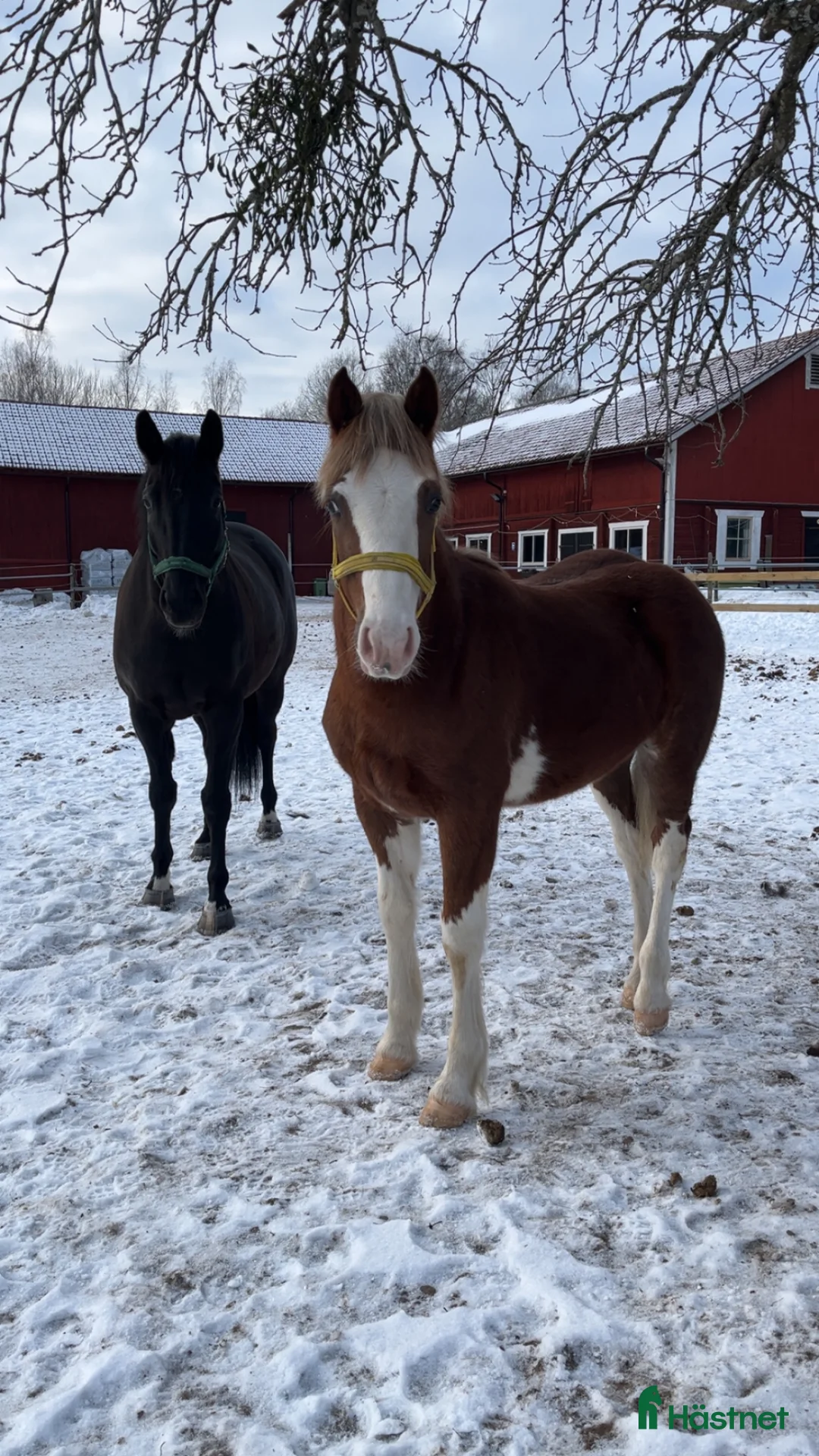 Sällskap hästar sökes: Söker sällskapshäst i Hallstahammar - Annons 1