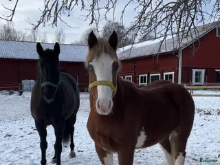 hästar Söker sällskapshäst - Annons 4
