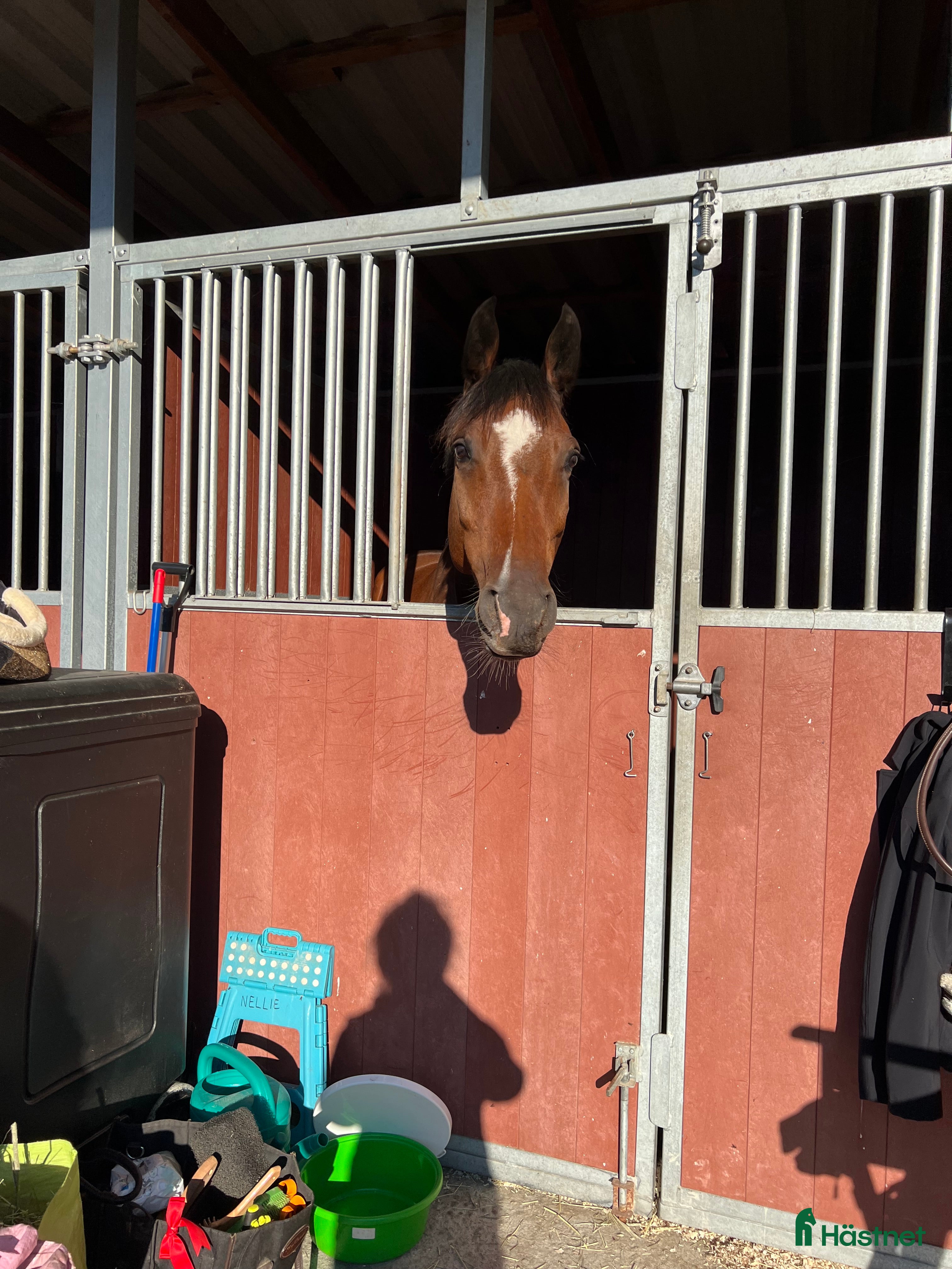  hästar Underbar hopphäst! i Linköping - Annons 7