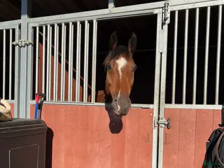 hästar Underbar hopphäst! i Linköping - Annons 17