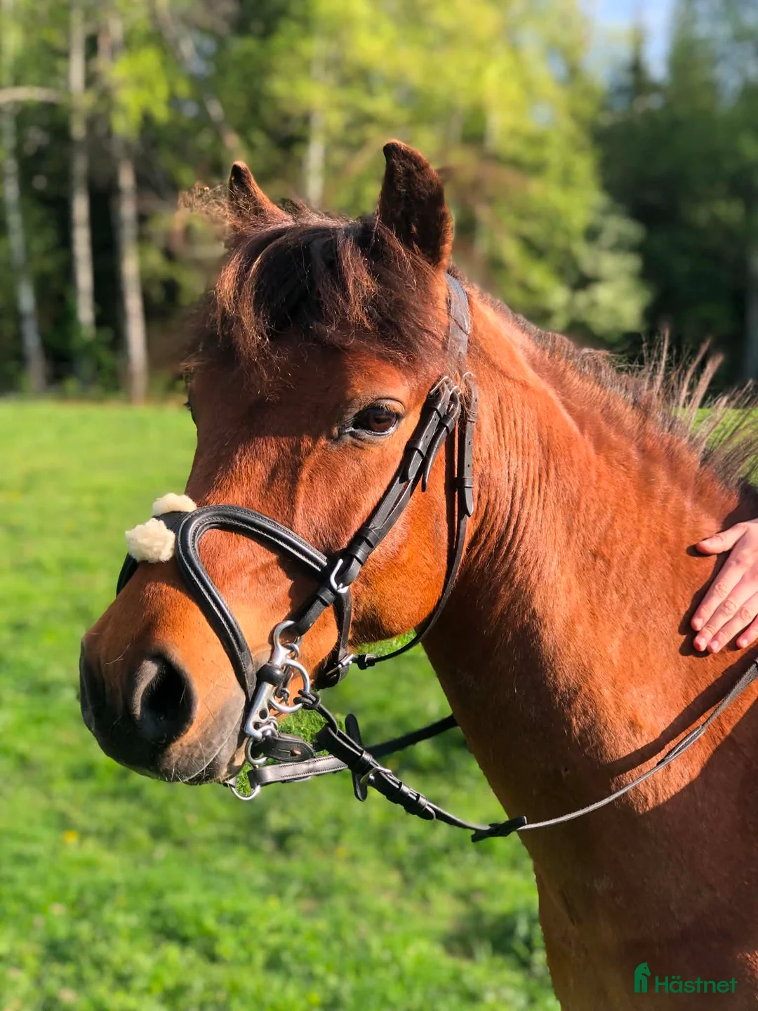 Allround hästar till salu: Dumle Ess söker sitt sista, kärleksfulla hem  - Annons 2