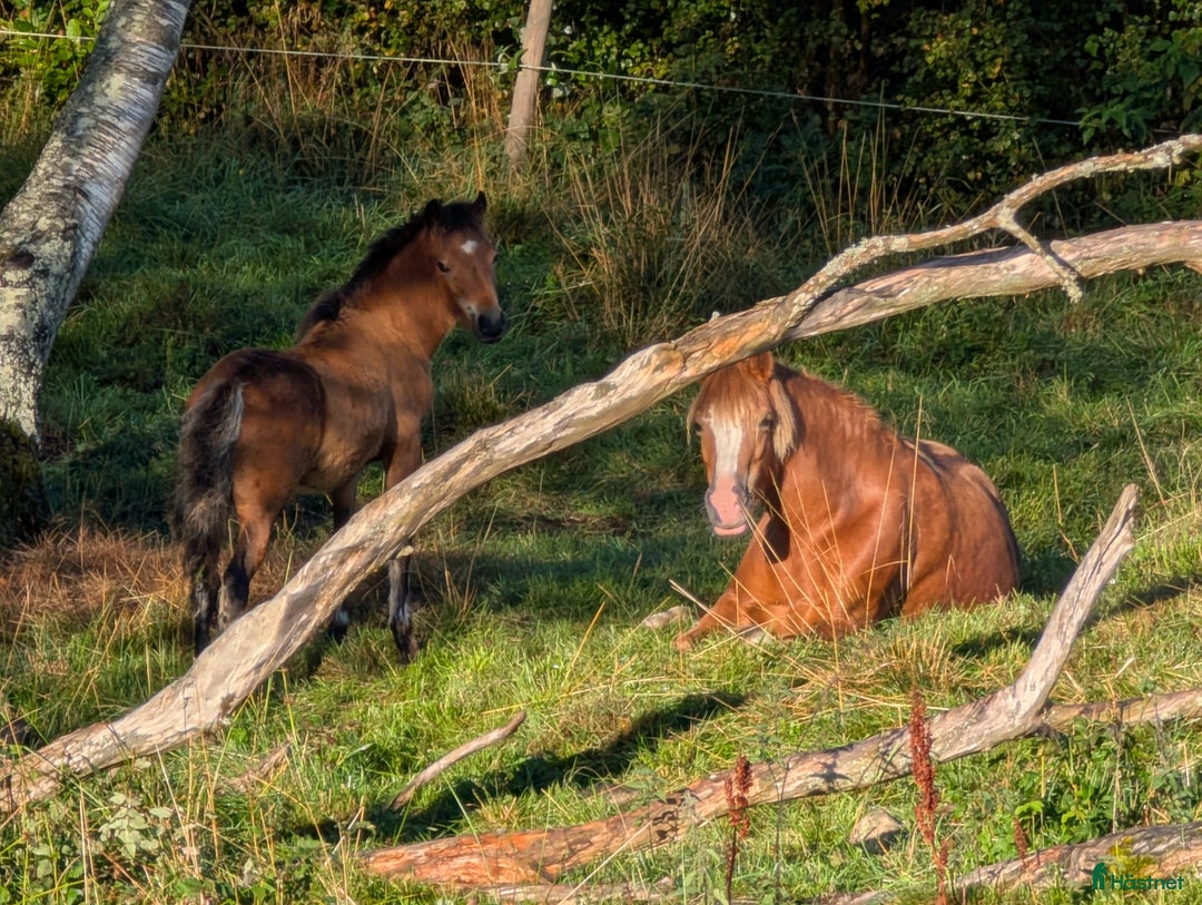 Allround hästar till salu: Rollo söker nya buskumpaner våren 2026 i Falköping - Annons 9