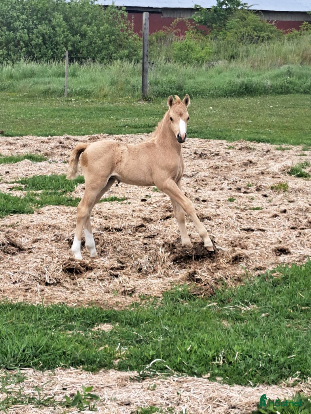 Allround hästar till salu: När kvalite får avgöra i Löttorp - Annons 4