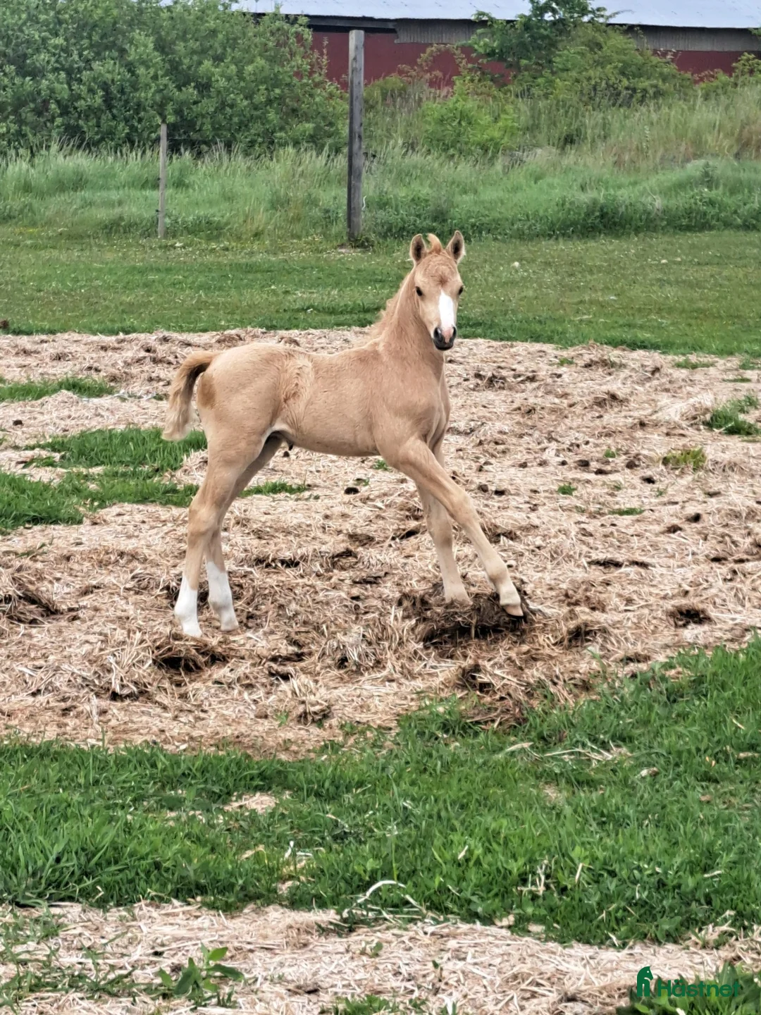 Allround hästar till salu: När kvalite får avgöra i Löttorp - Annons 4