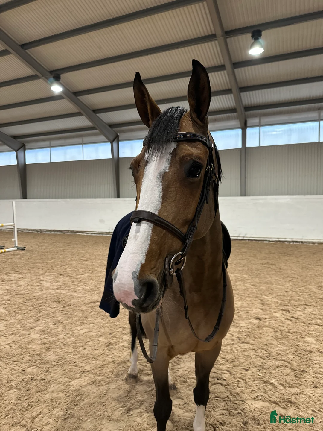 Hoppning hästar till salu: Världens snällaste i Mariefred - Annons 2