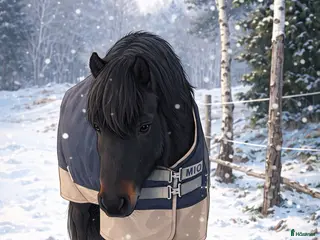 hästar Maxad B-ponny! - Annons 16