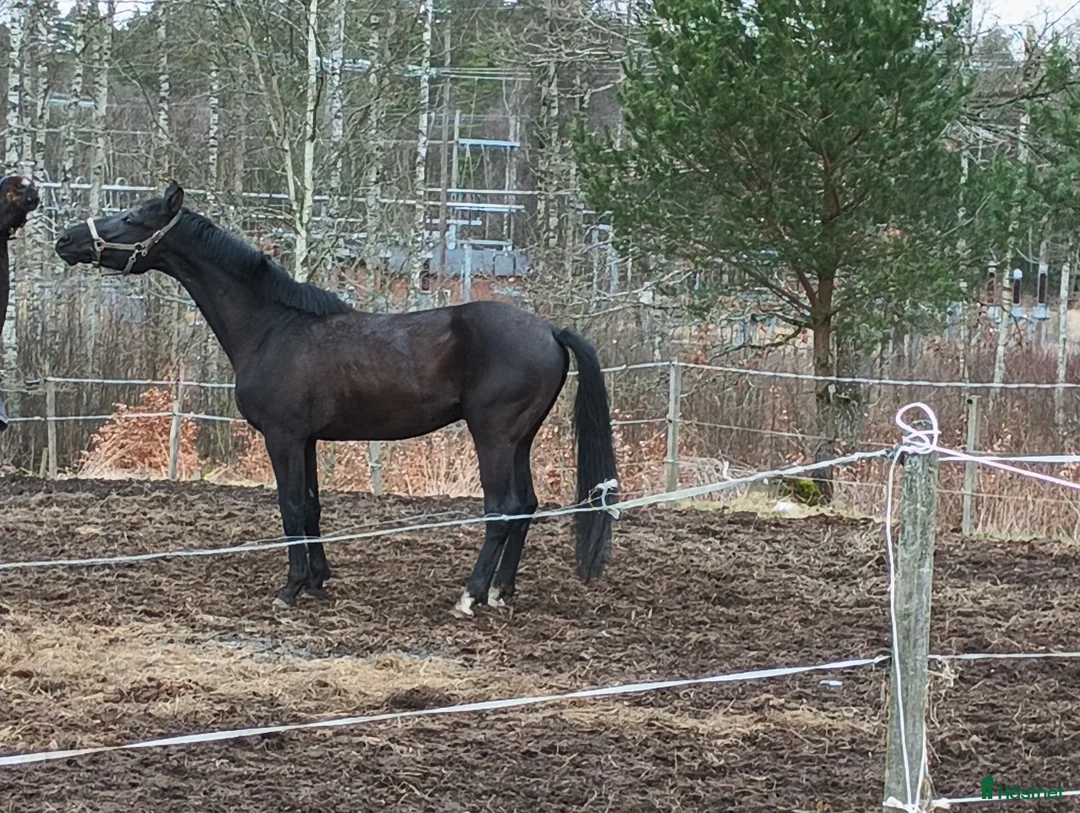 Hoppning hästar till salu: Svart treårshingst - Annons 2