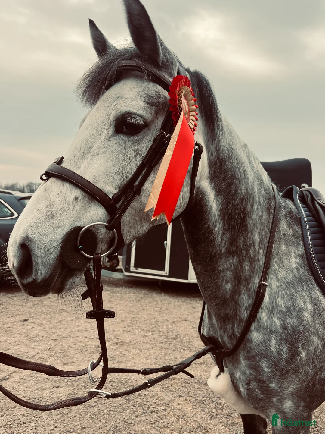 Hoppning hästar till salu: Maxad D ponny med hög kapacitet  - Annons 1