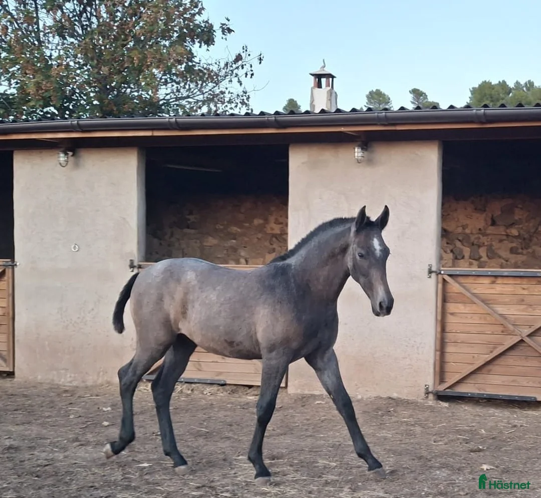 Allround hästar till salu: Fantastiskt trevlig PRE hingstföl! i Padul - Annons 1