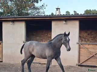 hästar Fantastiskt trevlig PRE hingstföl! i Padul - Annons 18