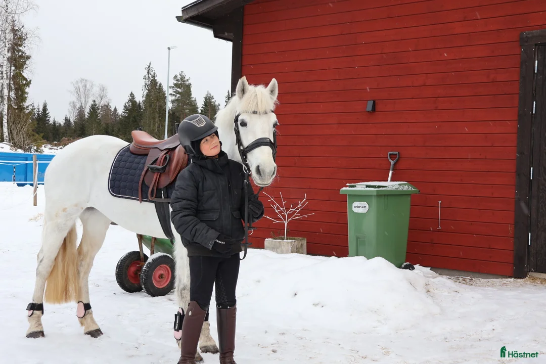 Hoppning hästar till salu: ENORM KAPACITET - HOPP PONNY! - Annons 6