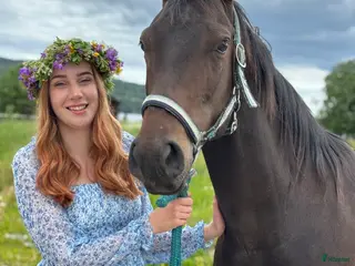 hästar Quarterkorsning som blir vad du gör han till i Matfors - Annons 3