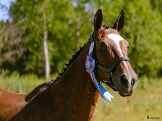 hästar Perfekt pensionärsridhäst i Örebro - Annons 9