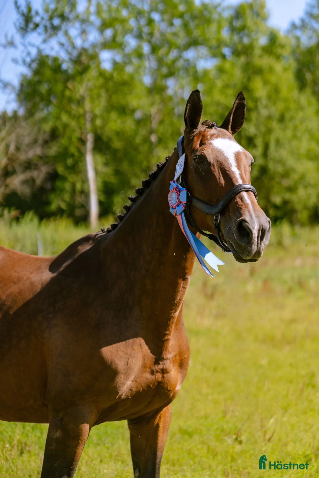 Hoppning hästar till salu: Perfekt pensionärsridhäst i Örebro - Annons 1