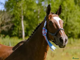 Hoppning hästar till salu: Perfekt pensionärsridhäst i Örebro - Annons 2