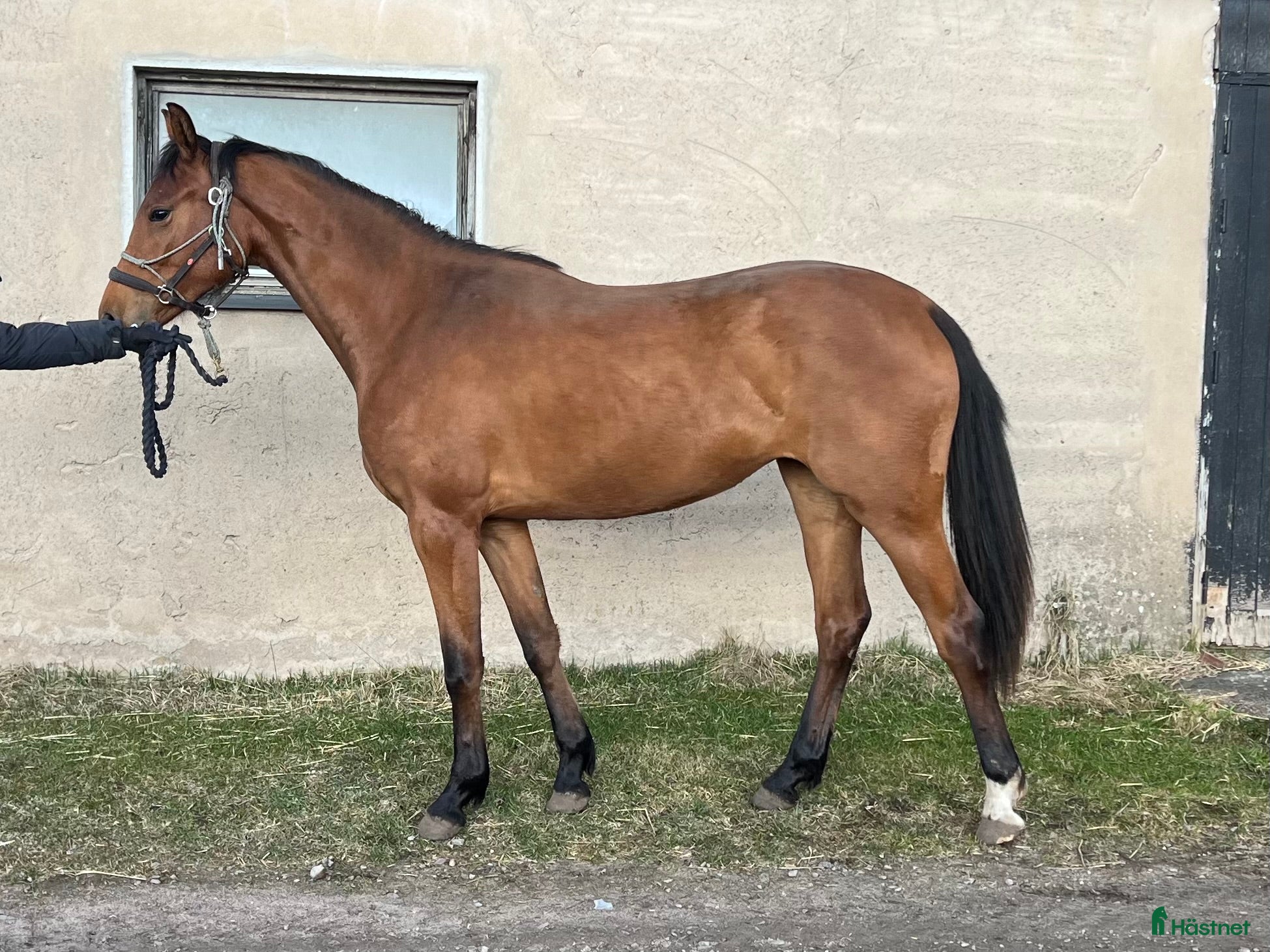  hästar Trevlig 2-åring  - Annons 13