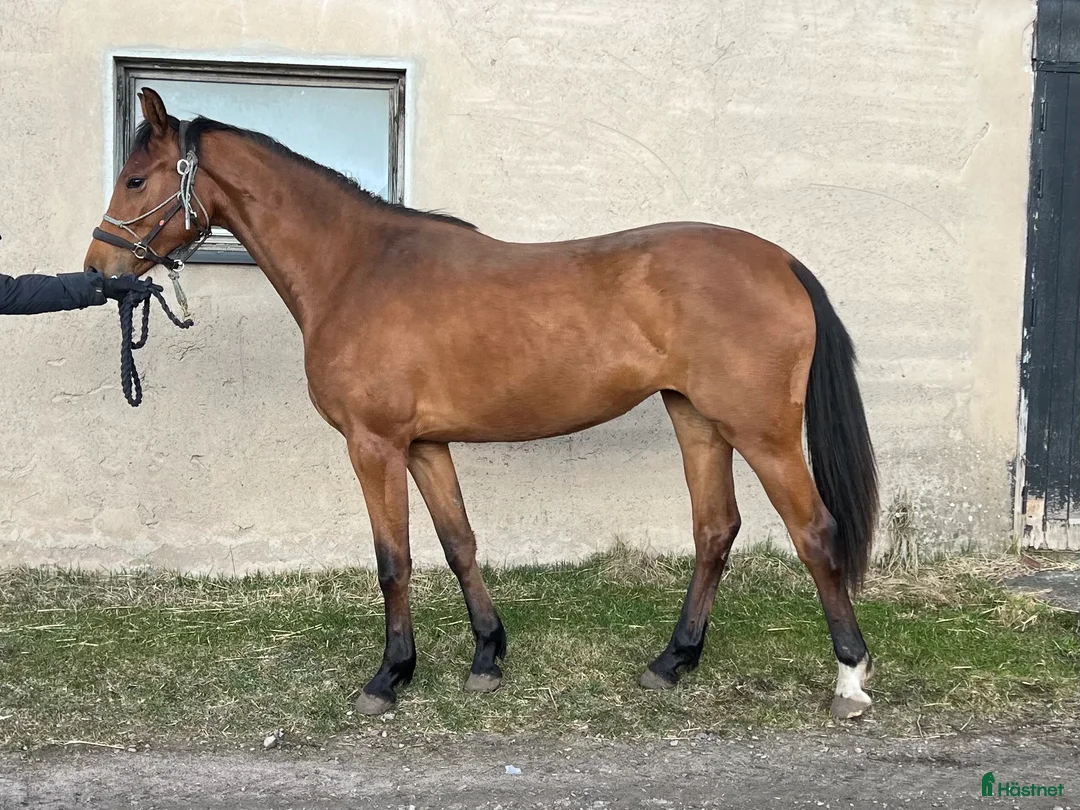 Hoppning hästar till salu: Trevlig 2-åring  - Annons 1