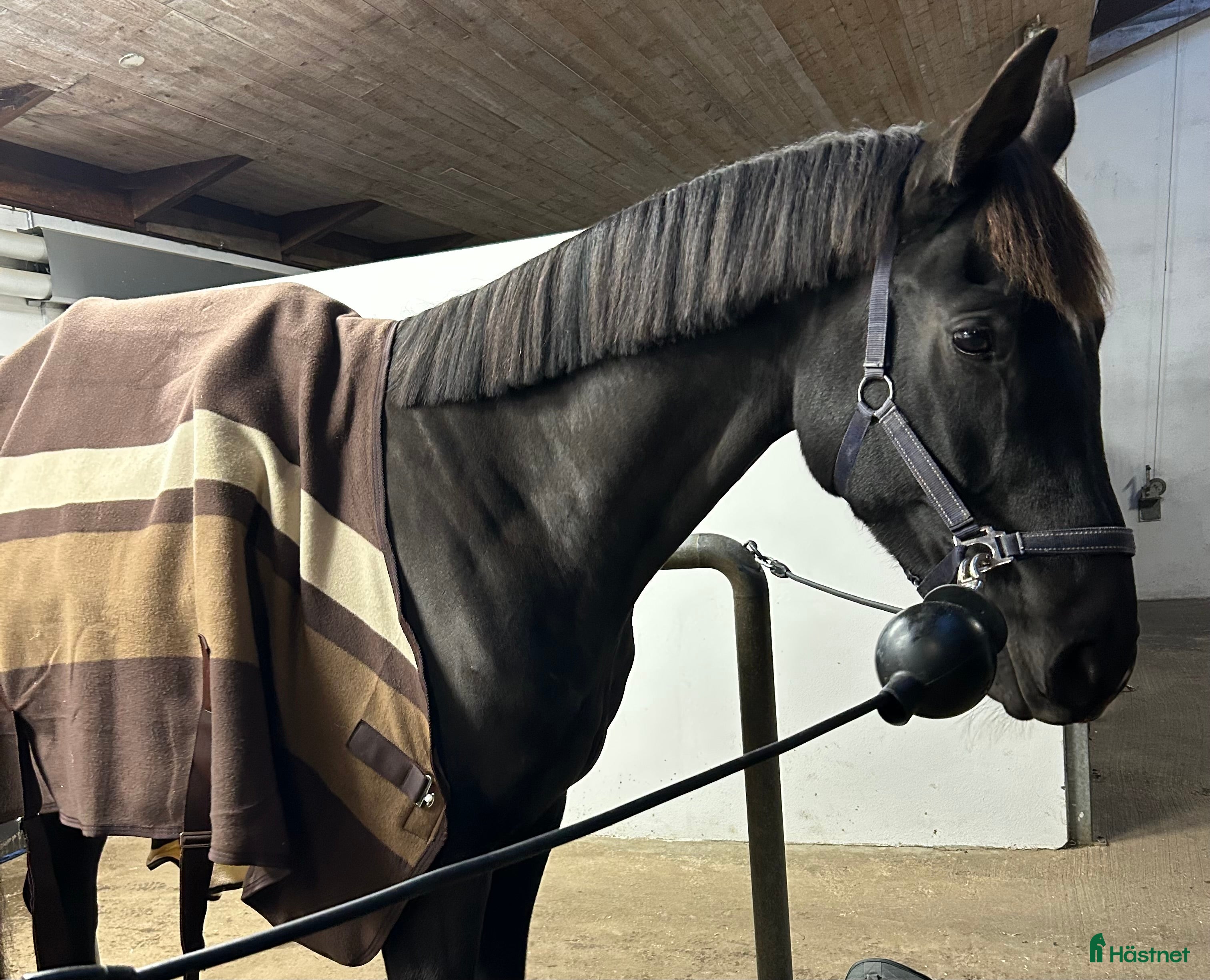  hästar 6årig dressyrvalack, ev bytes äldre läromästare i Tvärred - Annons 4