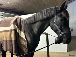 hästar 6årig dressyrvalack, ev bytes äldre läromästare i Tvärred - Annons 15