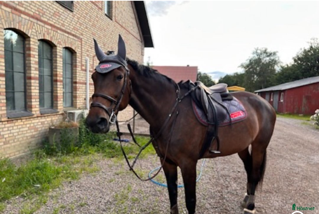  medryttarhäst finnes: Medryttare sökes till underbart sto i Allerum - Annons 8