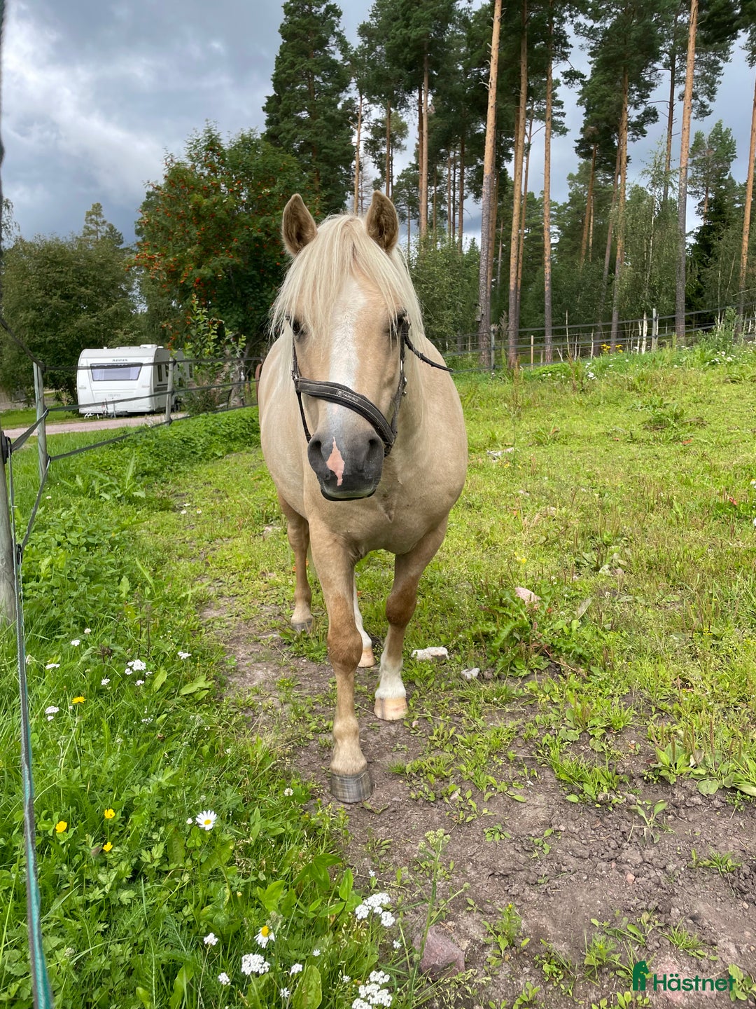Allround hästar till salu: Söt Ponny  i Orsa - Annons 1