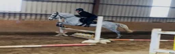 Hoppning hästar till salu: Jumping pony - Annons 10